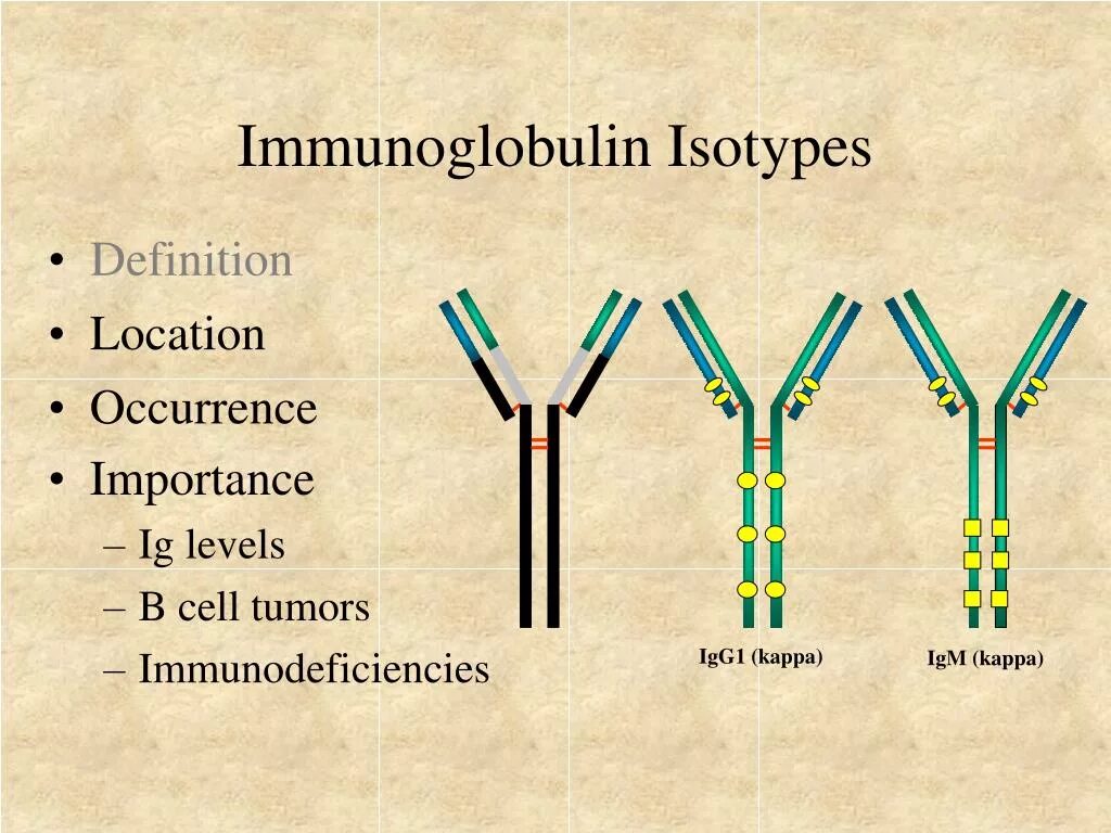 Панель иммуноглобулинов. IGG подклассы. IGG иммуноглобулин. Подклассы иммуноглобулинов. Иммуноглобулин g.