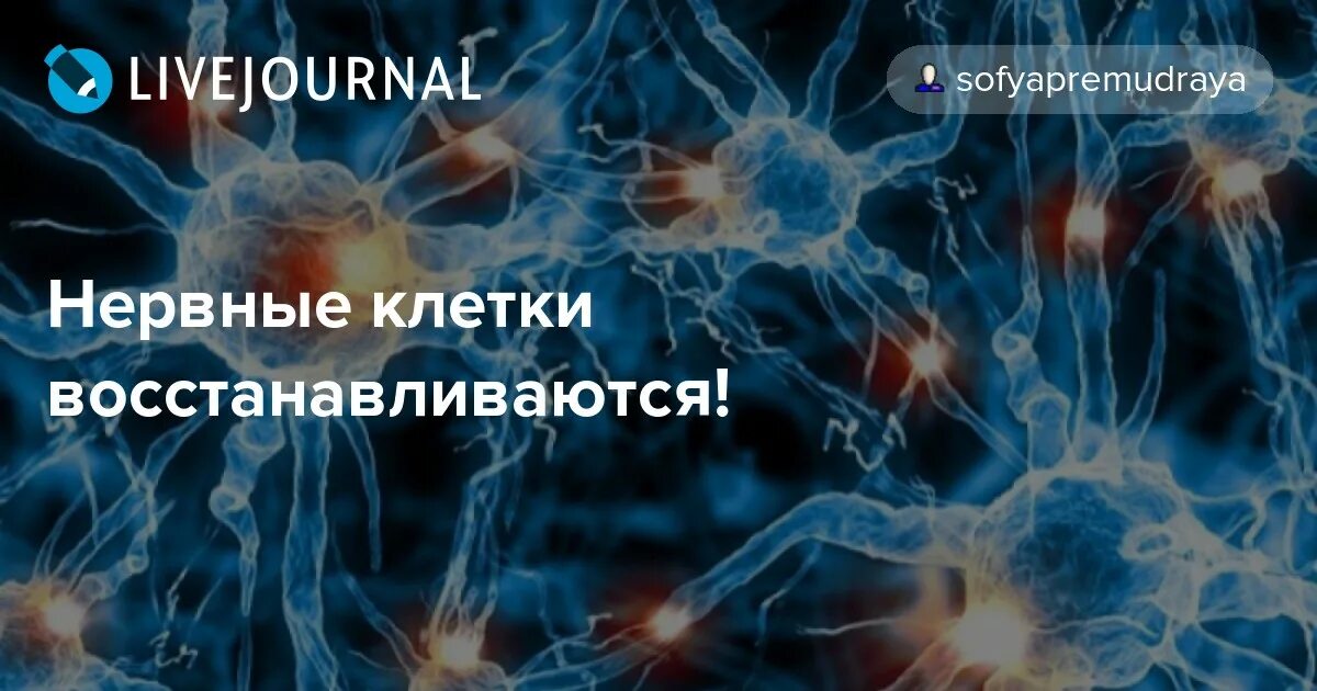 Восстановление нервных клеток. Нервные клеткивостанавиваются. Нейроны восстанавливаются. Восставнавливаются ди нервные клеьки. Сколько восстанавливается нервная