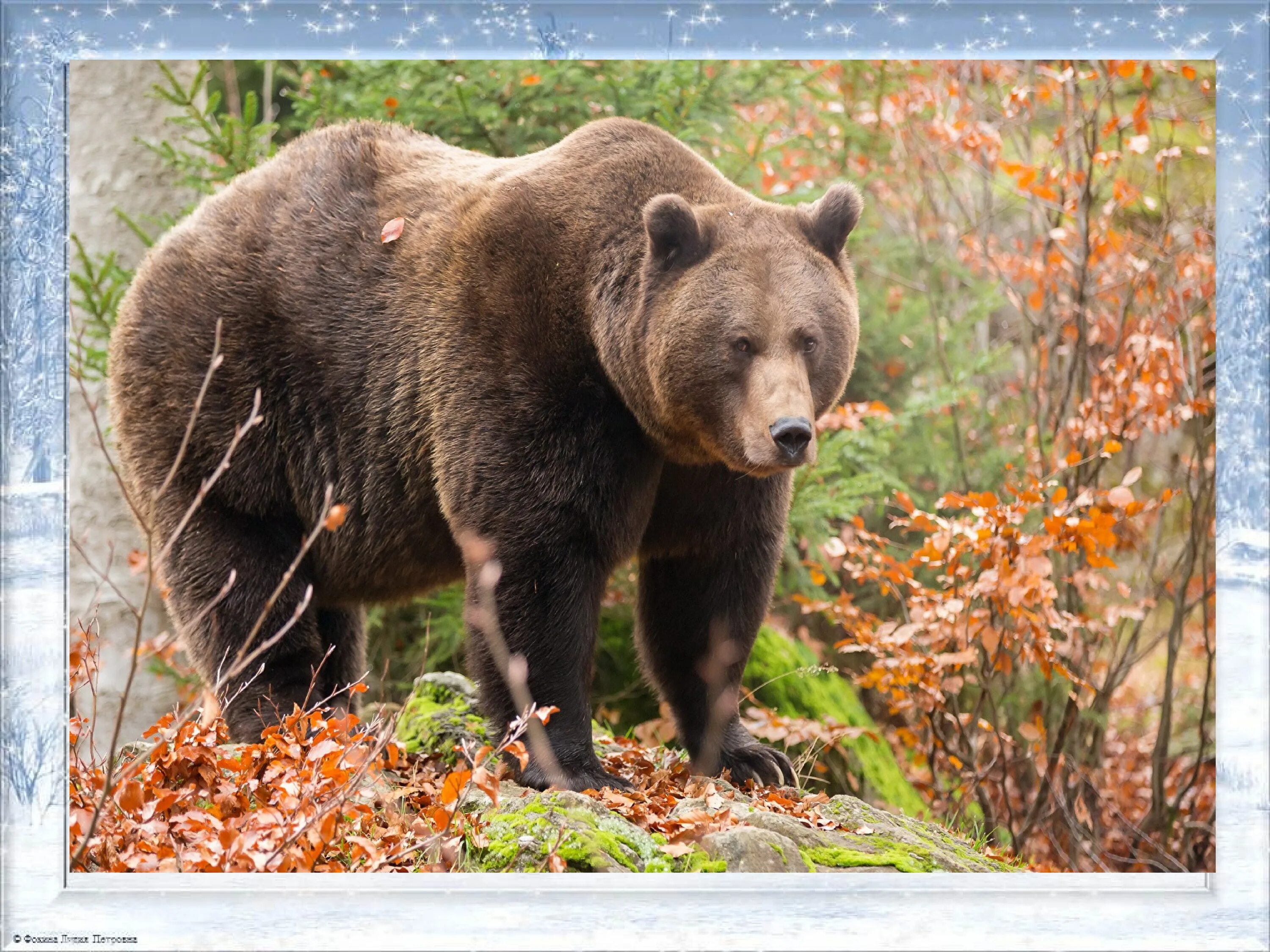 Медведь зимой и летом. Медведь летом. Медведи в Ленинградской области. Дикие животные Ленинградской области. В каких природных зонах живет бурый медведь