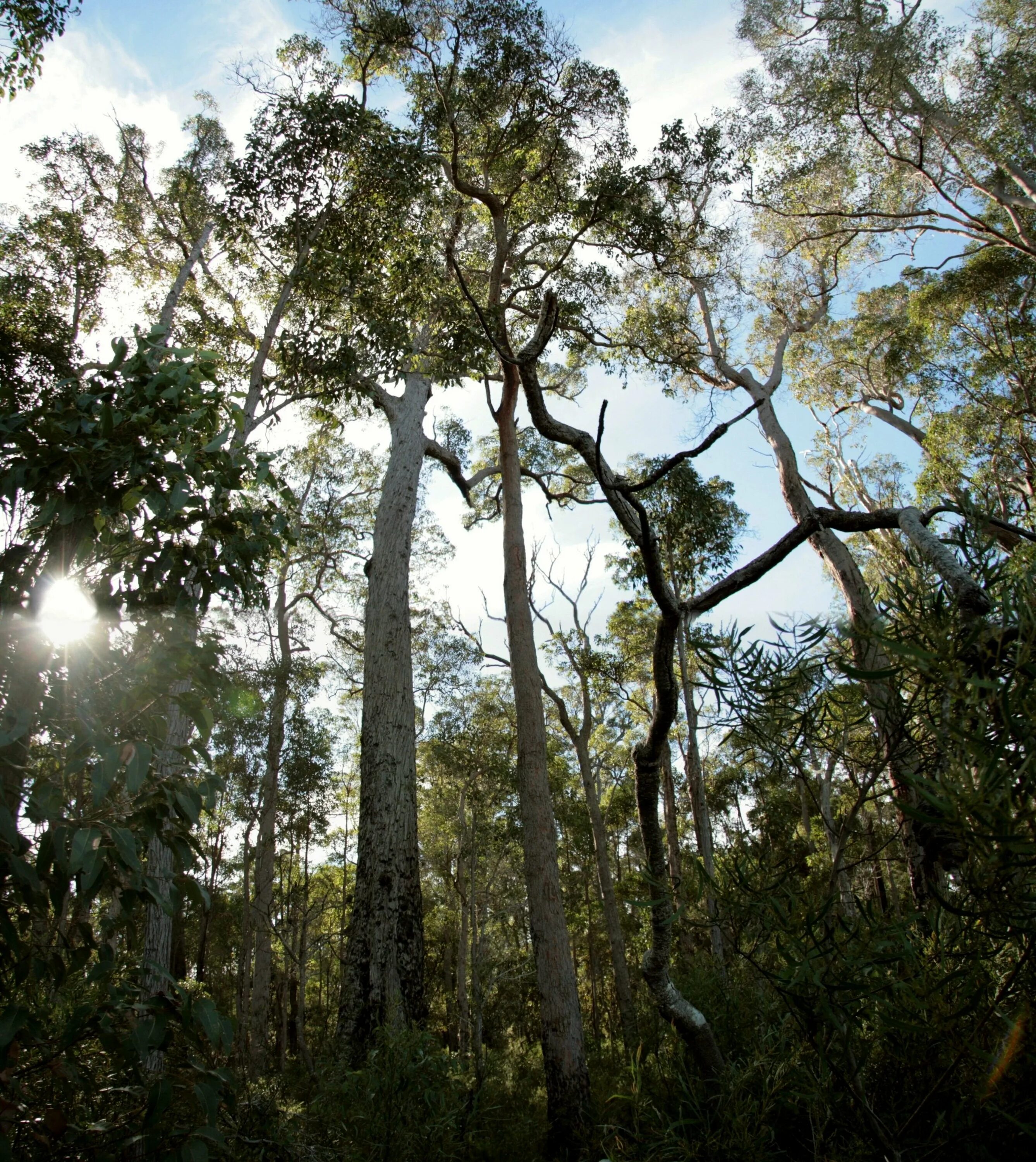 Эвкалиптовая роща Австралия. Эвкалиптовые леса Австралии. Джарра Австралия. Джарра дерево Австралии.