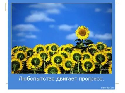День любопытство