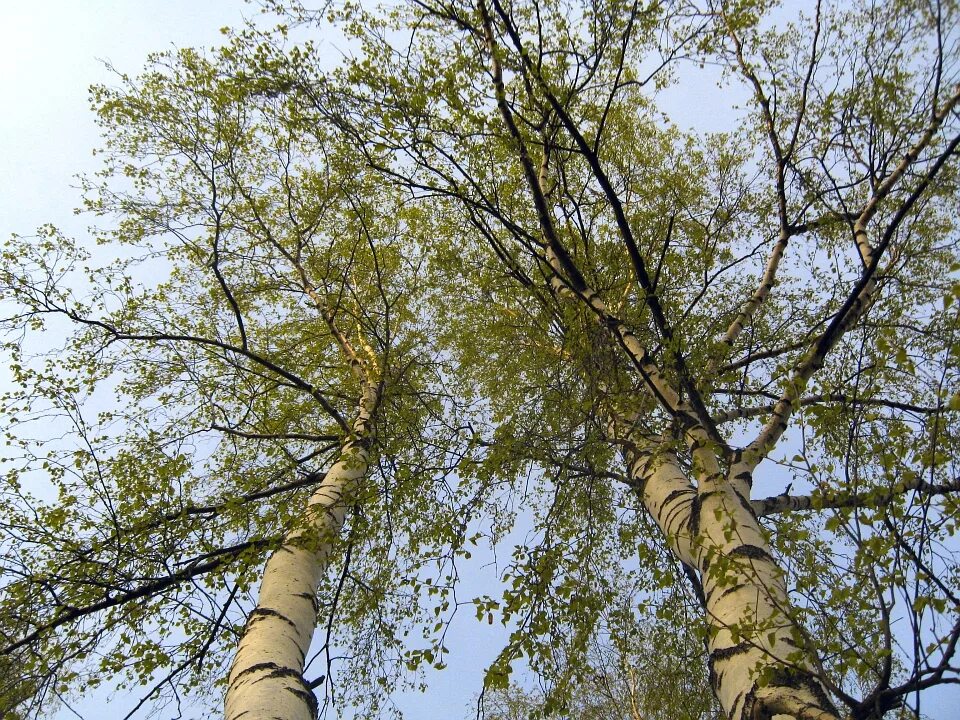 береза черные полосы. береста береза ствол. полосы на стволе березы.