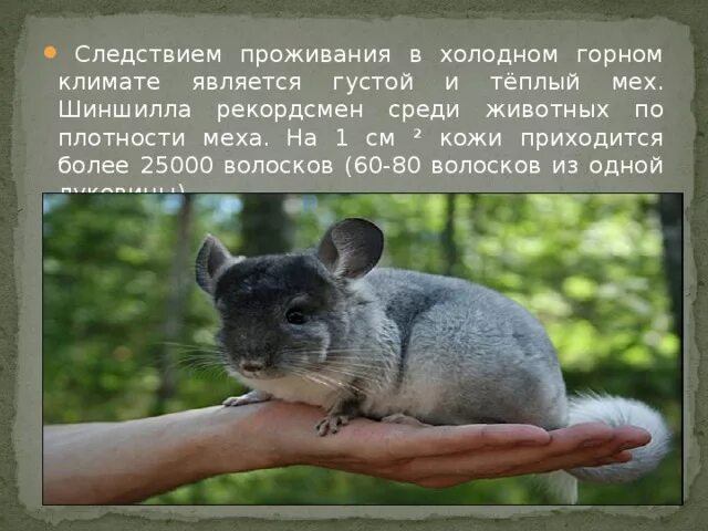 Доклад про шиншиллу. Интересные факты о шиншиллах. Доклад про шиншиллу. Шиншилла презентация для детей. Информация о шиншиллах.