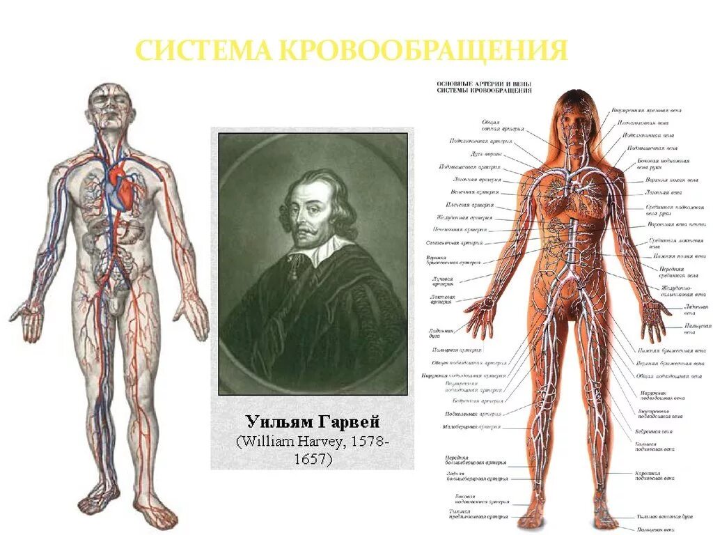 сосуды большого круга кровообращения схема. анатомия строение кровеносной системы. кровеносная система человека схема. анатомия человека кровообращение. сосудистая система человека анатомия венозная.