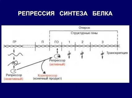 Регуляция синтеза