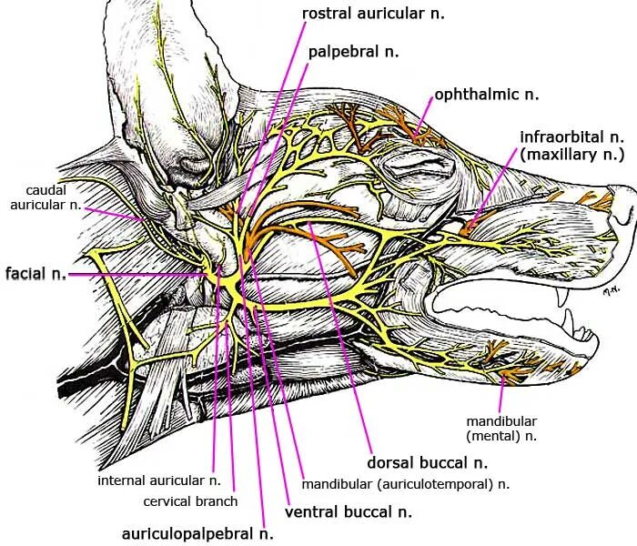 Черепные нервные узлы. Тройничный нерв у собак анатомия. Тройничный нерв у кошек анатомия. Тройничный нерв у собаки. Иннервация головы собаки.