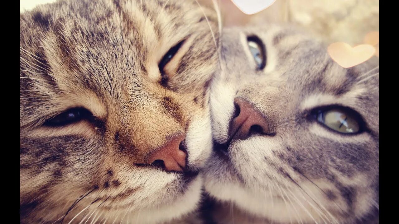 Affection between. Affection between