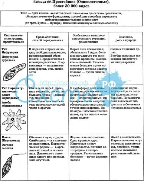 Сходство и различие одноклеточных. Общая характеристика простейших 7 класс биология таблица. Биология таблица систематические группы простейших. Таблица по биологии 7 класс разнообразие простейших. Таблица по биологии 7 класс характеристика простейших.