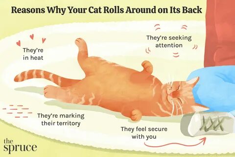 My cats been