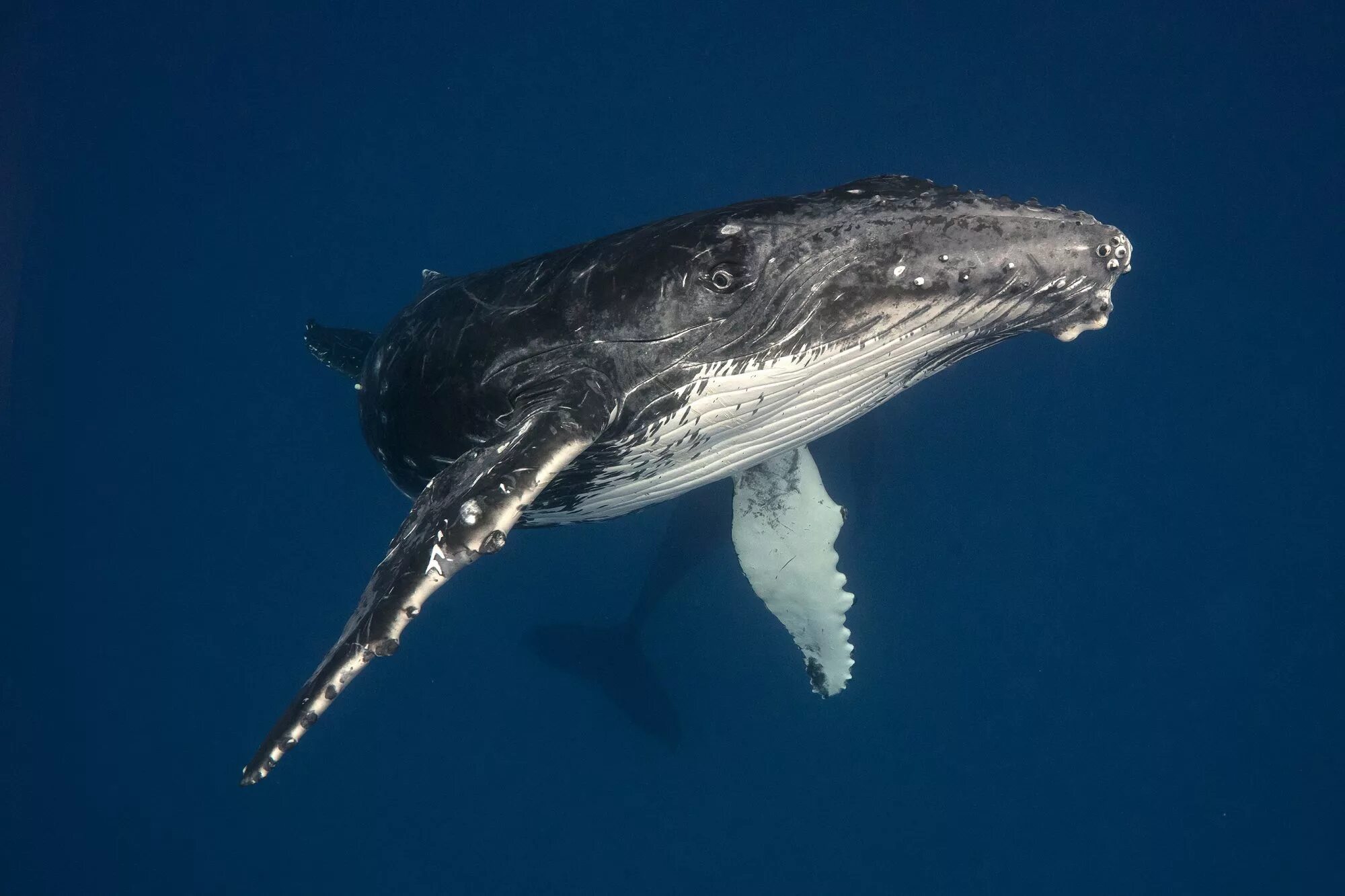 Киты атлантического океана. Кит Горбач. Горбач горбатый кит. Горбатый кит Атлантического океана. Кит Горбач фото.