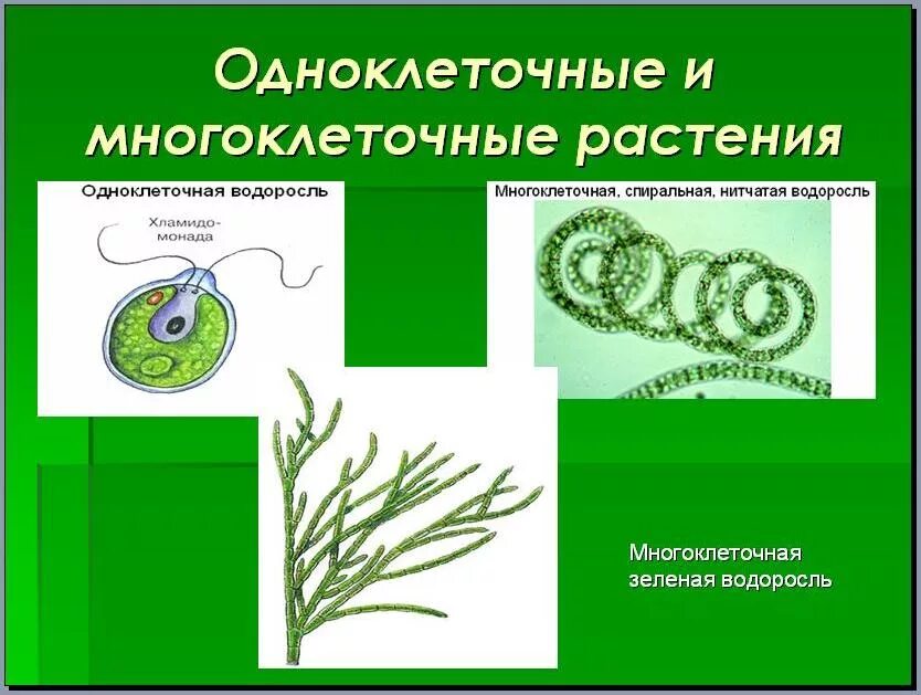 Эволюция одноклеточных водорослей. Одноклеточные зеленые водоросли 5 класс биология. Строение многоклеточных зеленых водорослей. Строение одноклеточных зеленых водорослей. Биология 6 класс водоросли одноклеточные и многоклеточные.