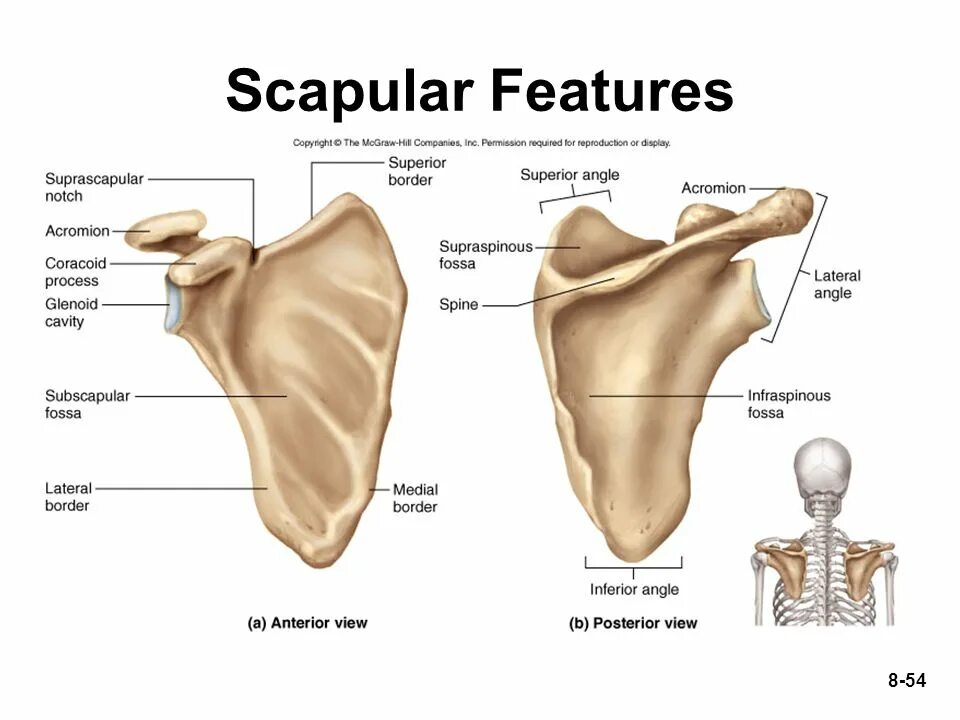 Суставная впадина лопатки анатомия. Лопатка scapula. Строение лопатки человека с мышцами. Строение лопатки и ключицы плечевой кости. Лопатка scapula.