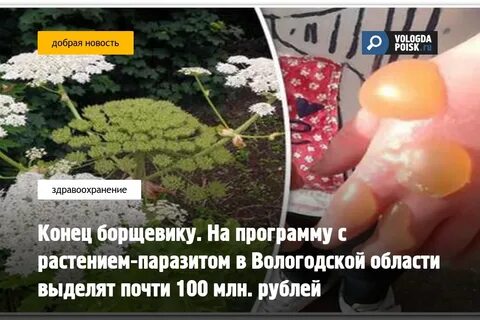 Ожог борщевиком первая помощь