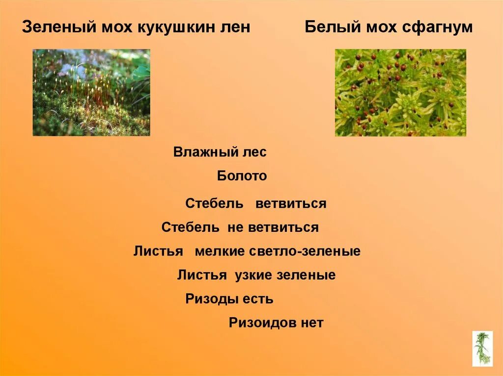 Мох сфагнум для комнатных растений. Мох сфагнум. Листья сфагнума мелкие светло зеленые или узкие. Сфагнум листостебельный. Трава прикрыт.