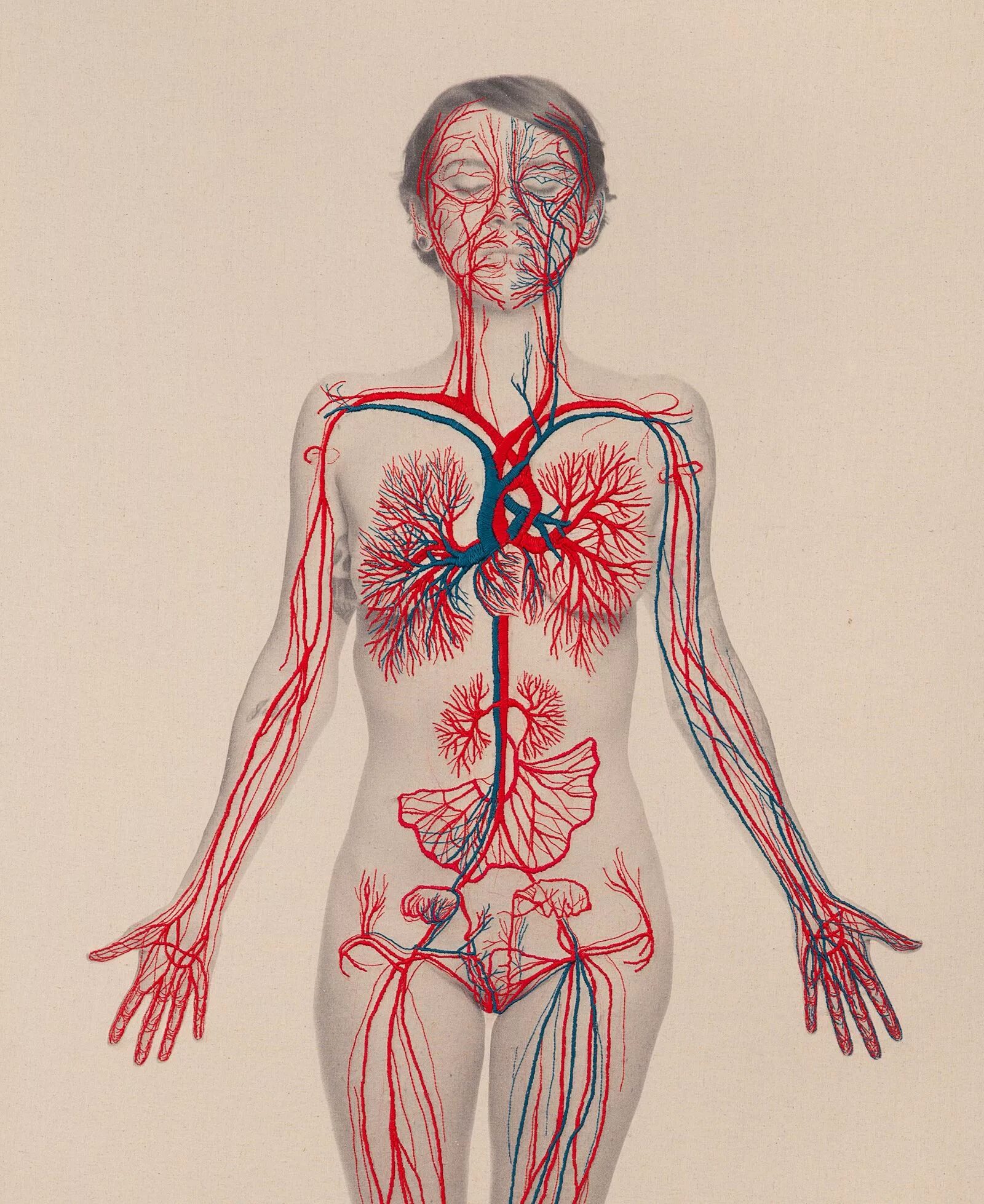 Анатомия картинки. Анатомия женского тела. Анатомическая картина человека.
