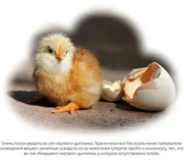Приснились цыплята к чему женщине