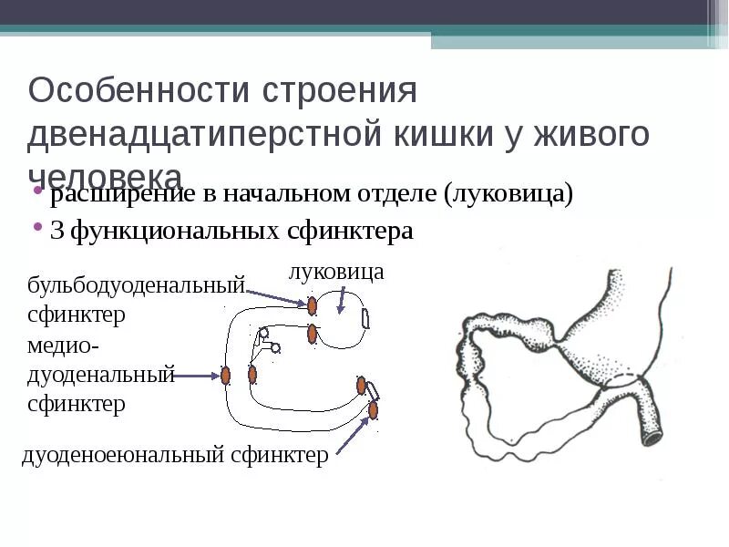 12 п кишка. 12 Ти перстная кишка функции таблица. Сфинктеры 12 перстной кишки. Особенности строения 12 перстной кишки. Двенадцатипёрстная кишка строение и функции.