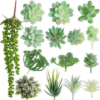 Plants co