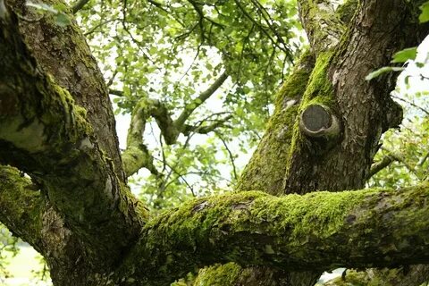 Cover tree