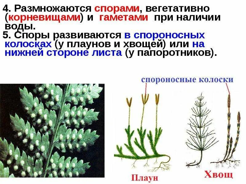 Хвощи размножаются. Спороносные колоски плаунов. Спорангий плауна. Спороносный колосок плауна. Споры плауна булавовидного.