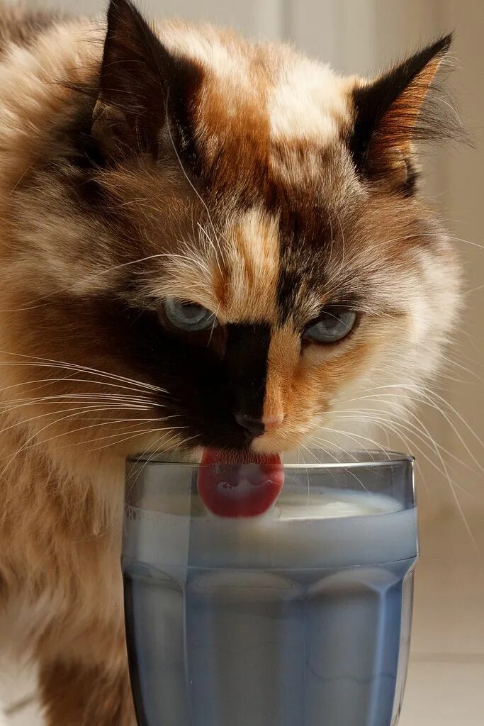 Drink from flynn the fox. Котенок в молоке. Котенок пьет молоко. Пей милый. Недовольный кот в молоке.