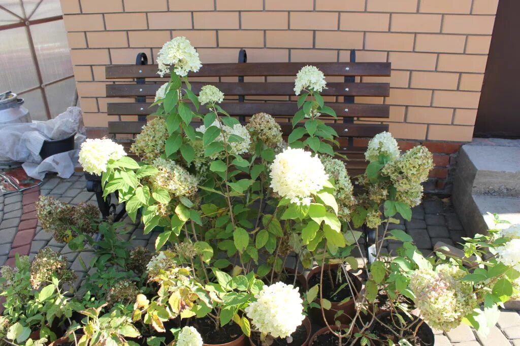 Питомник гортензий москва. Питомник гортензий bloom passin. Питомник гортензий в подмосковье. Питомник южный гортензии метельчатые. Питомник гортензий москва.