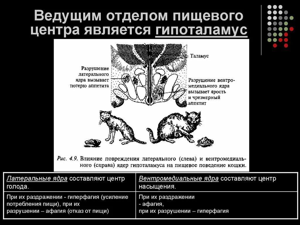 Гипоталамус пищевой центр. Центр голода и насыщения расположен в. Центр голода в гипоталамусе. Пищевой центр строение. Центр голода расположен