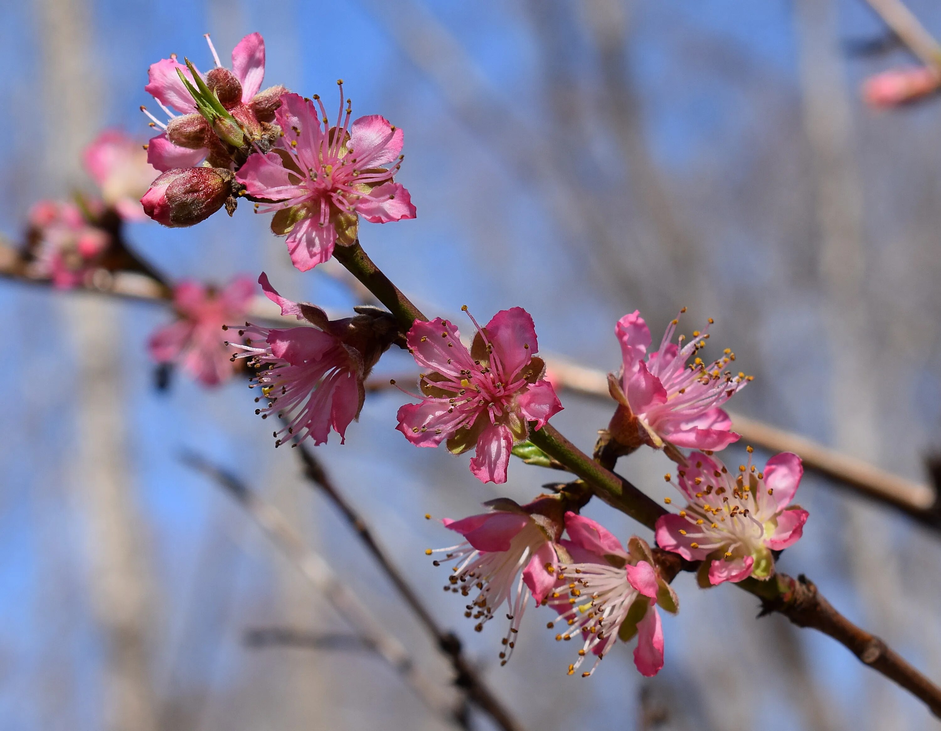 Цветущее дерево персика. Прунус персик. Blooming Prunus persica. Персик дерево цветет. Персиковое дерево цветение.