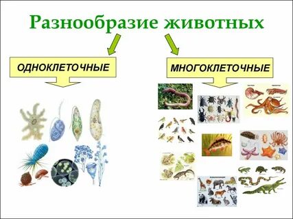 Группа многоклеточных организмов