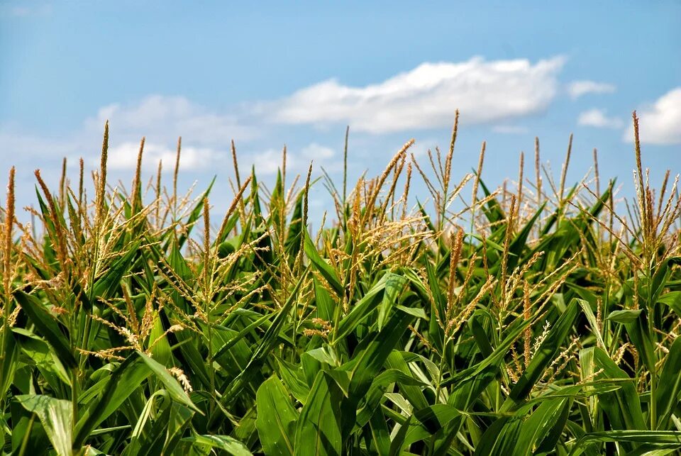 Corn fields