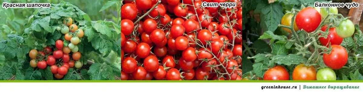 Помидоры красная шапочка описание сорта. Томат черри красная шапочка. томаты сорт красная шапочка черри. семена томат красная шапочка. сорт помидор красная шапочка.