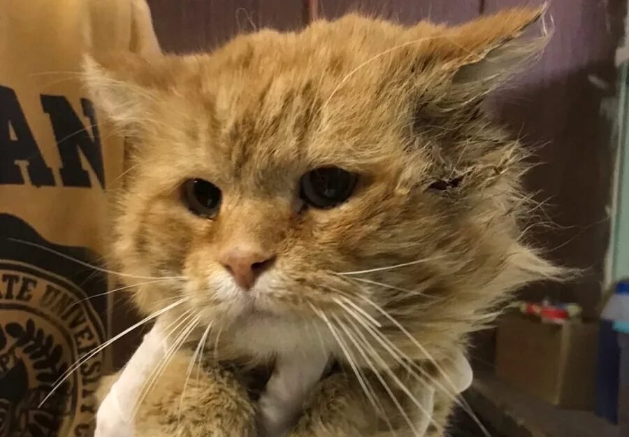 Спингельман п. Рыжий котёнок. Рыжий кот пенза. Котёнок который потерялся на улице. Рыжий кот пенза.