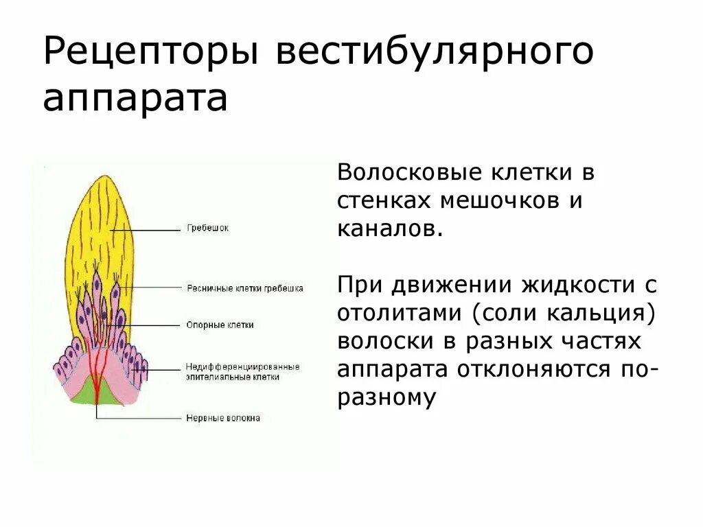 Характеристика рецепторов вестибулярного аппарата. Рецептор вестибулярного аппарата анализатора. Расположение рецепторов вестибулярного анализатора. Строение рецепторного аппарата вестибулярного анализатора.