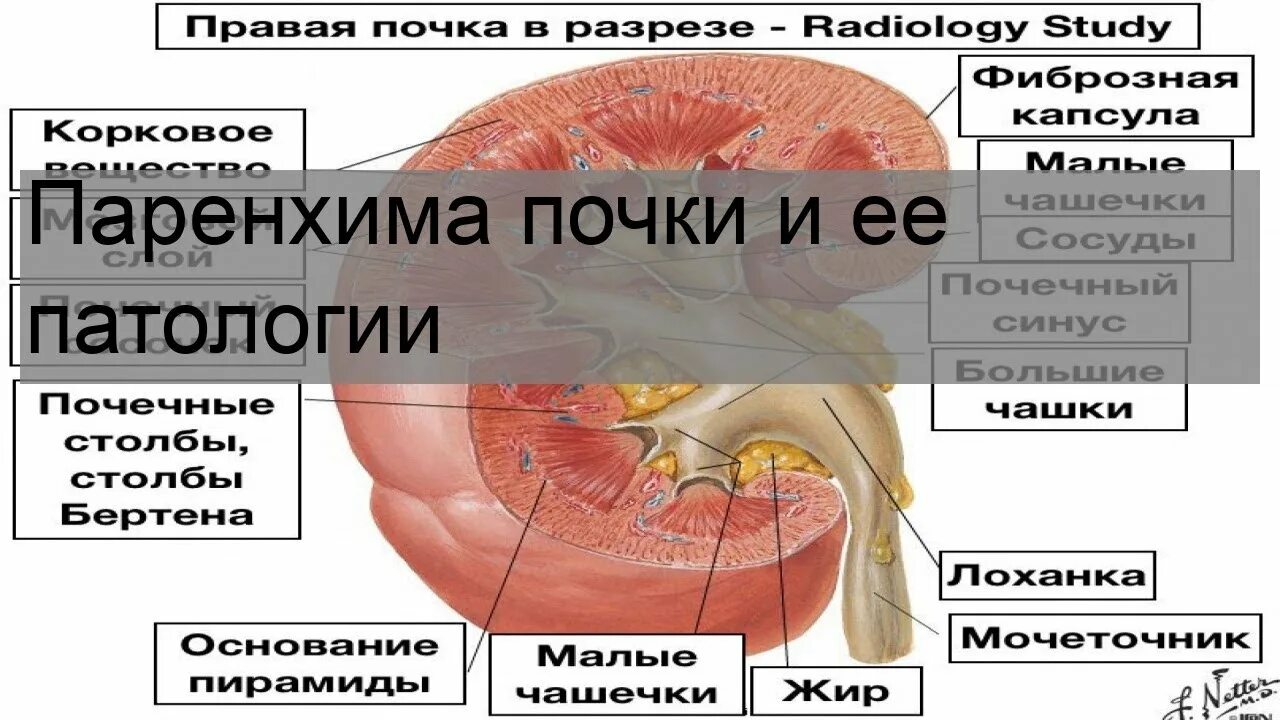 Паренхима почки что это