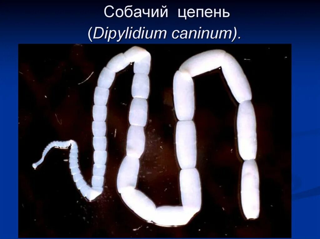 Dipylidium caninum. Цестоды, ленточные глисты.. Паразит кошачий цепень. Ленточные черви огуречный цепень. Цепень тыквовидный собачий (Dipylidium caninum)..