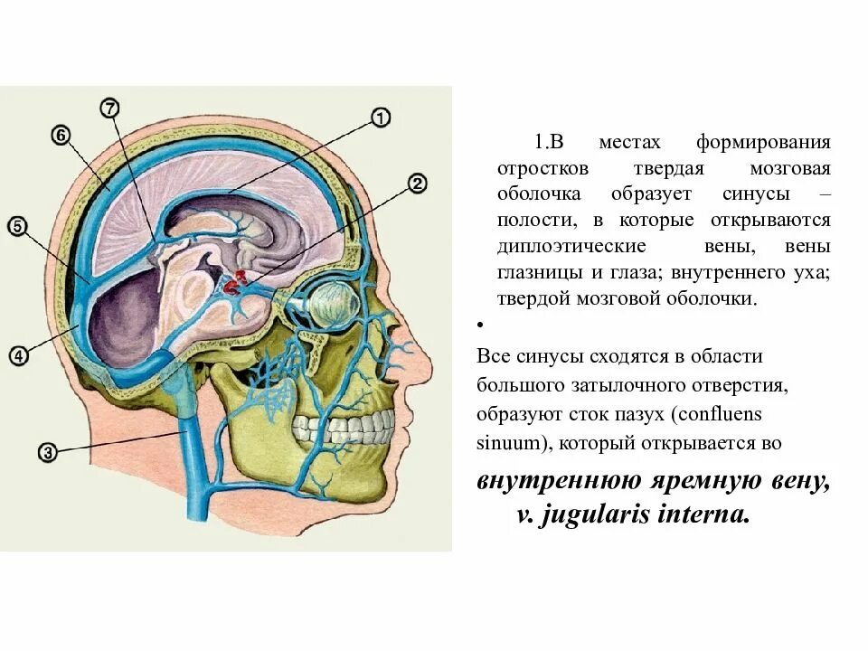 Синусы головного мозга анатомия. Синусы твердой мозговой оболочки намет. Твердая мозговая оболочка анатомия. Отростки твердой мозговой оболочки головного. Диафрагма черепа