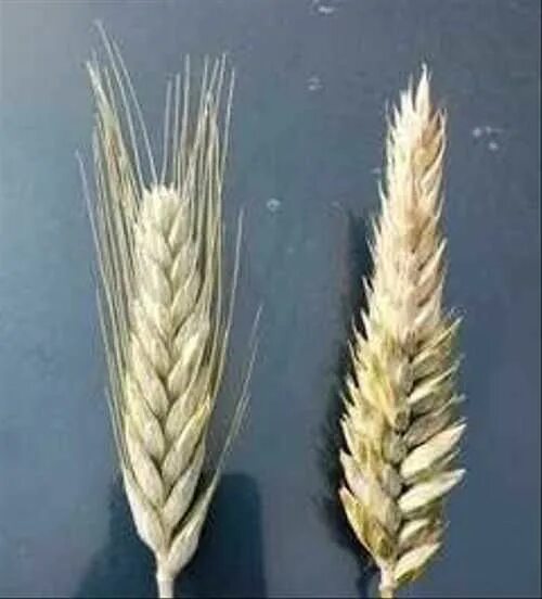 Как отличить рожь от пшеницы. Как отличить рожь от пшеницы. Рожь пшеница ячмень колос отличие. Различие пшеницы и ржи. Колосья ржи и пшеницы.