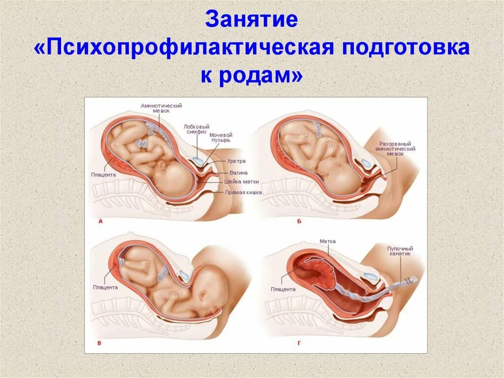 Подготовка организма к родам. Подготовка к родам памятка. Подготовка беременной к родам памятка. Занятия перед родами. Шейка готова когда роды