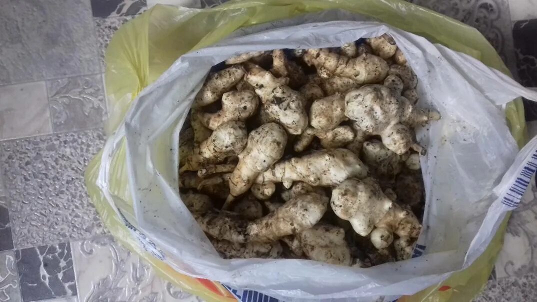 Топинамбур груша. Топинамбур. Как избавиться от топинамбура. Топинамбур картинки. Топинамбур клубненосный.