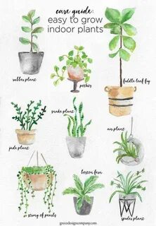 Plants how