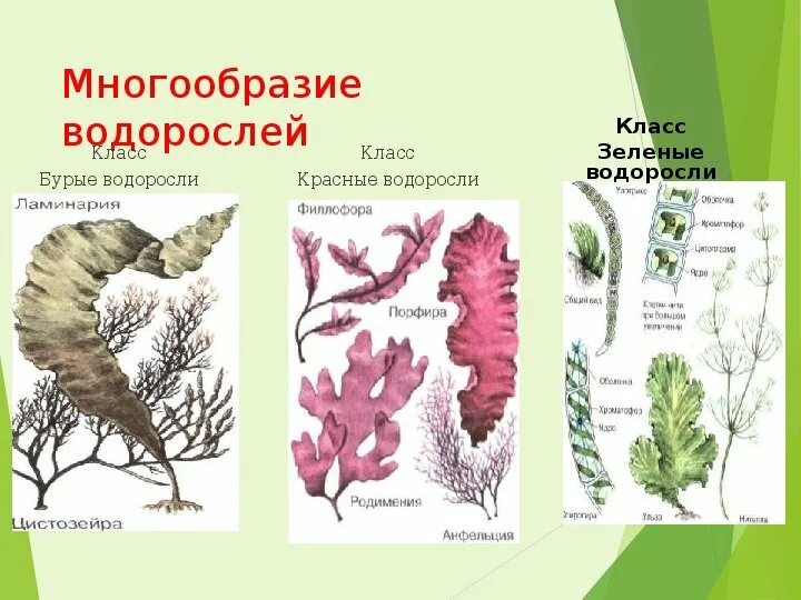 Три примера низших растений. Подцарство багрянки. Отделы водорослей 5 класс биология. Бурую, красную, многоклеточную зеленую водоросли. 1 Многоклеточные зеленые бурые красные водоросли.