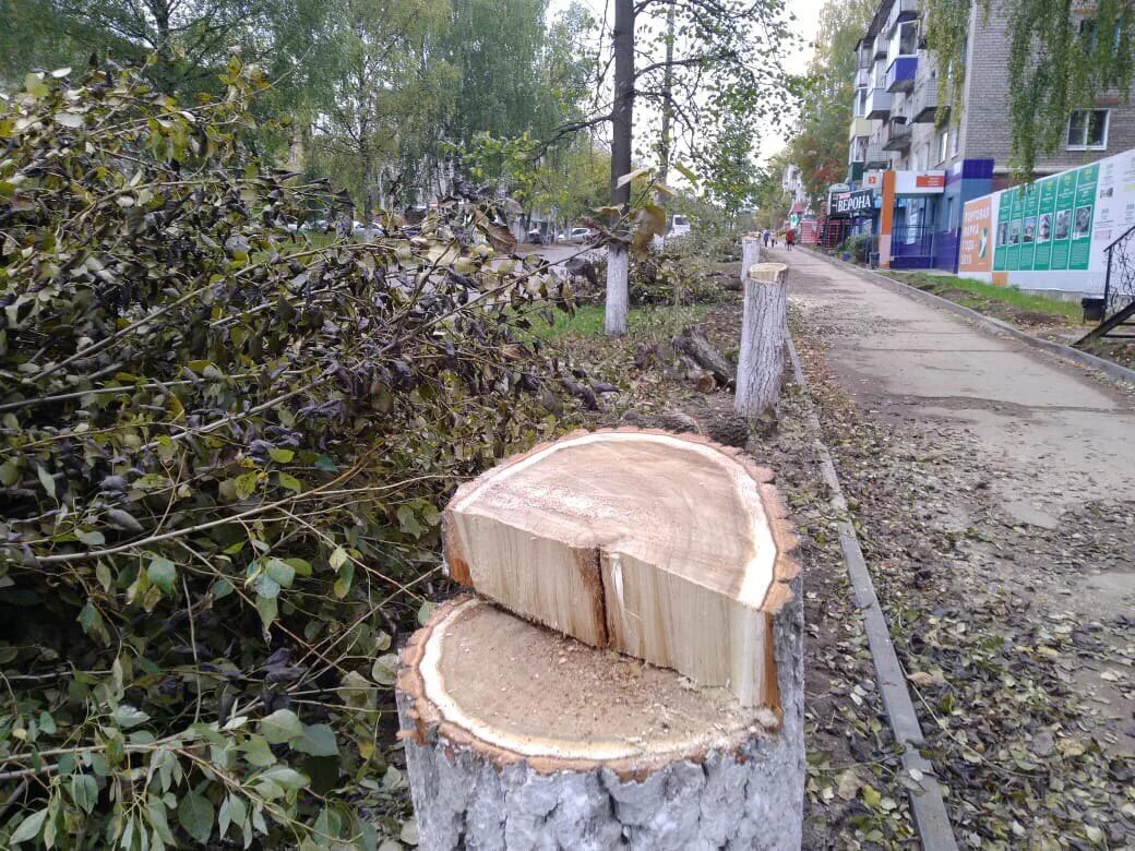 Вырубка деревьев в городах. Спил тополей администрацией поселения. незаконная вырубка деревьев в кирове. причина спила деревьев тополей. кирово-чепецк мира 49а спилили деревья.