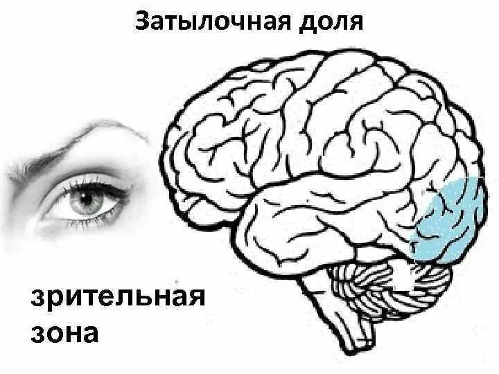В затылочной доле мозга расположены. Зрительная зона.