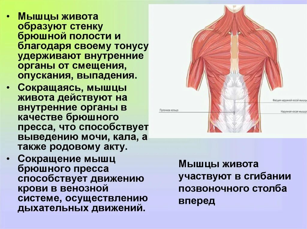 Мышцу разделяющую грудную и брюшную полости называют