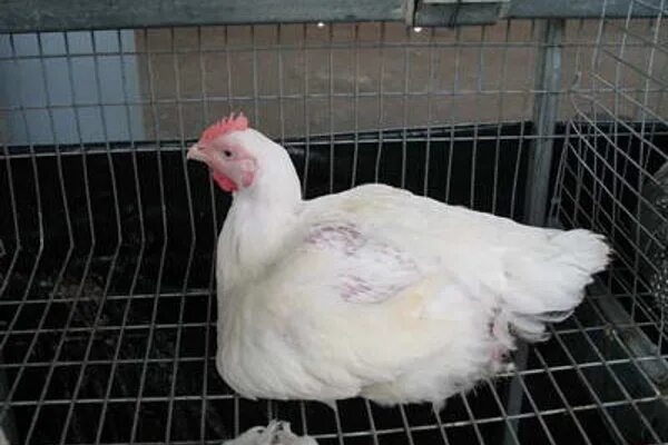 Бройлерные куры. Куры росс 308. Куры бройлер росс 308. Цыплята бройлеры. Лучшая порода бройлеров на мясо.