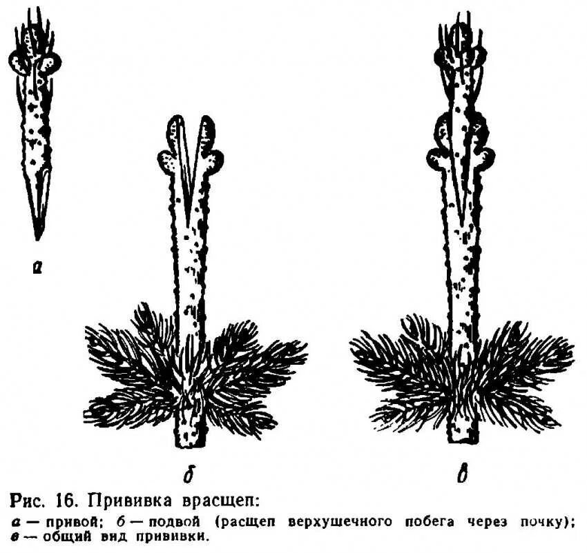 Прививка хвойных. Прививка хвойных в расщеп верхушечного побега. Прививка хвойных растений на штамбе. Укоренение черенков сосны горной. Прививка верхушечным черенком.