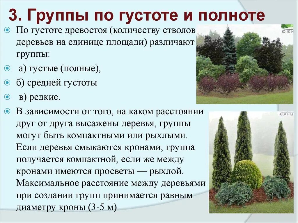 Три группы деревьев. Группа из деревьев и кустарников. размеры крон деревьев и кустарников. диаметр кроны дерева. диаметр кроны кустарников.