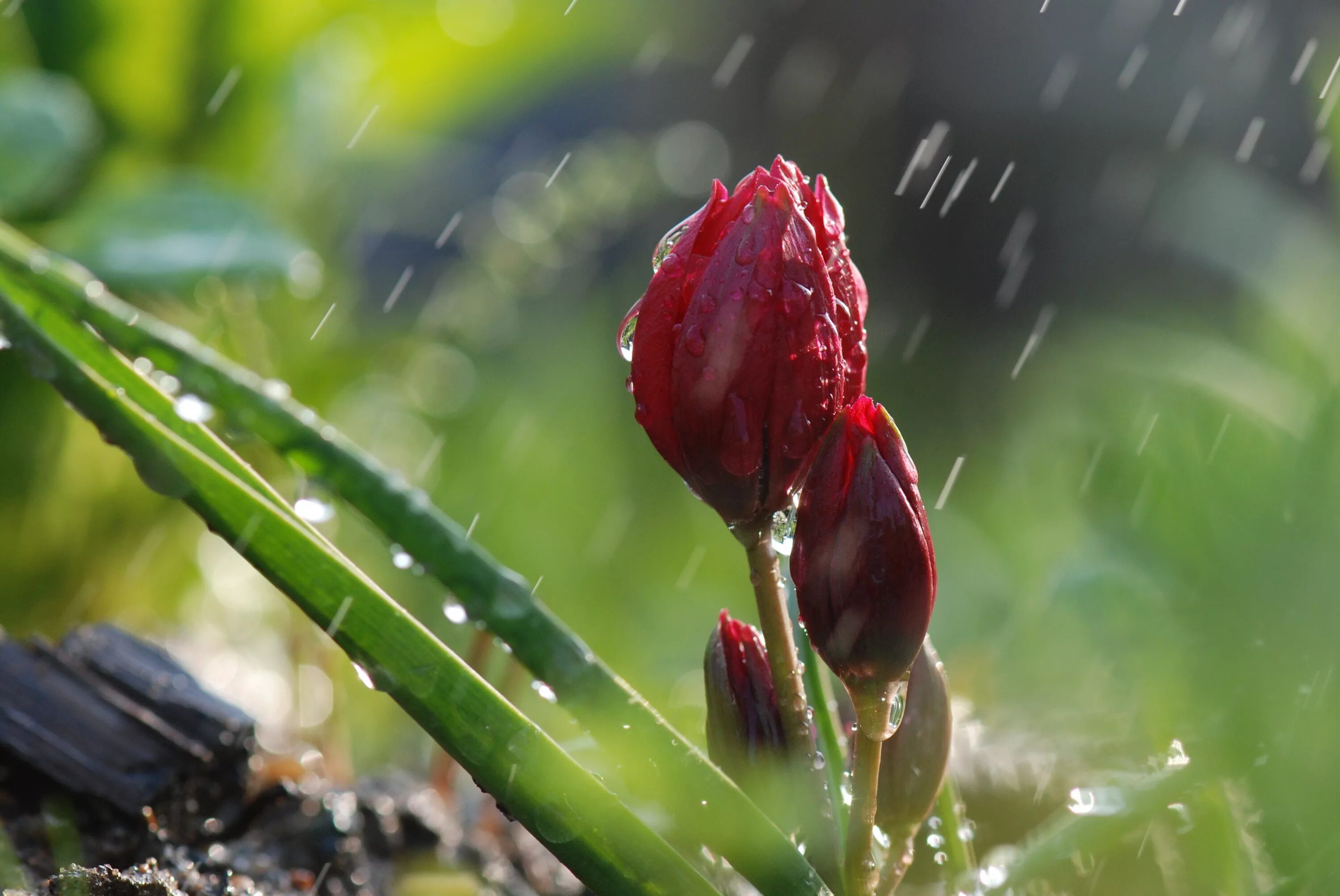 Трава омытая дождем. Цветы под дождем. Цветы в росе. Природа дождь. Макросъемка природа.