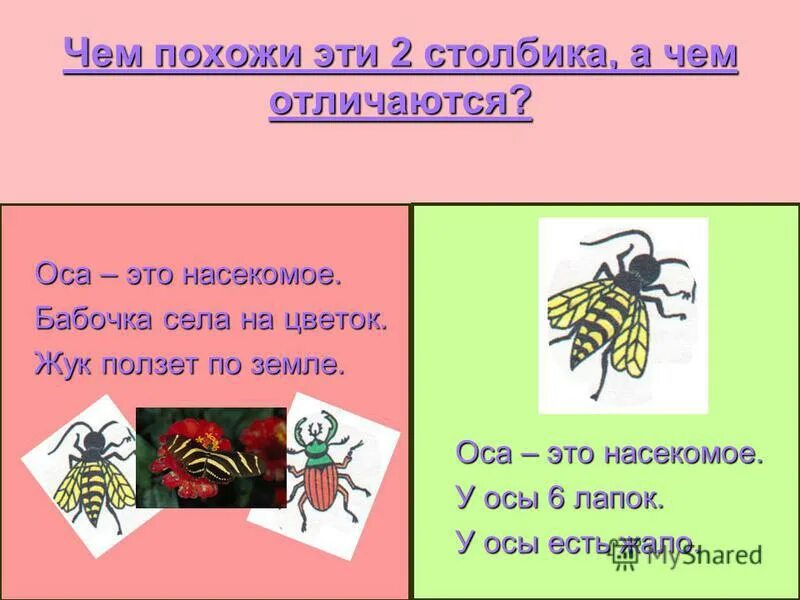 Есть слово ос. Предложение со словом Оса. Составить предложение со словом осы. У осы не усы не усищи а усики.