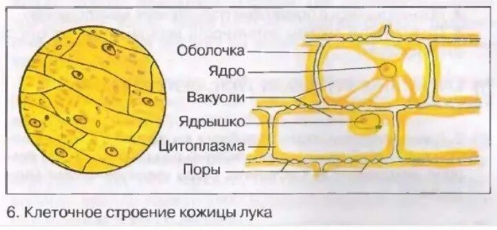 Какой микропрепарат изображен на рисунке